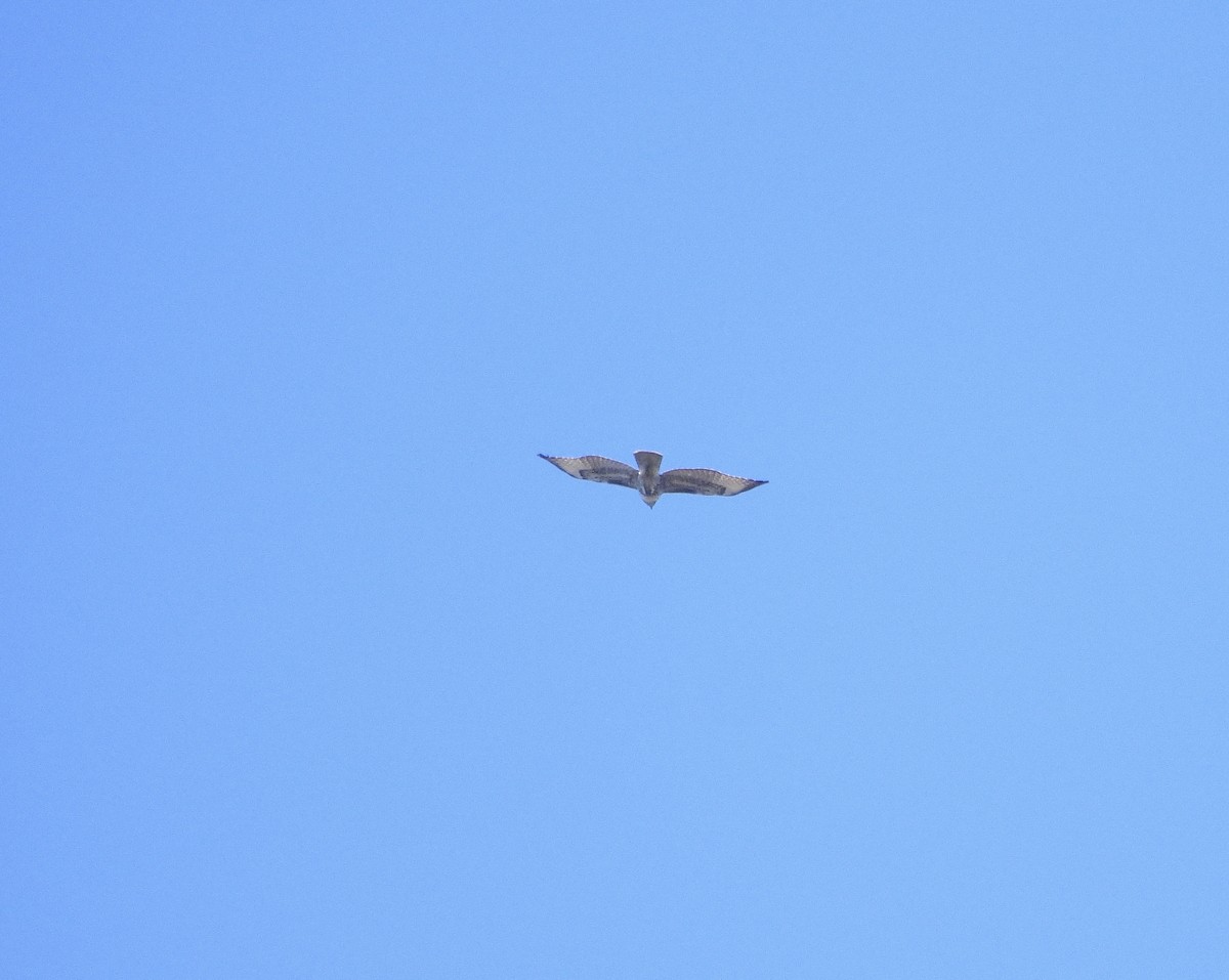 Red-tailed Hawk - ML643674310