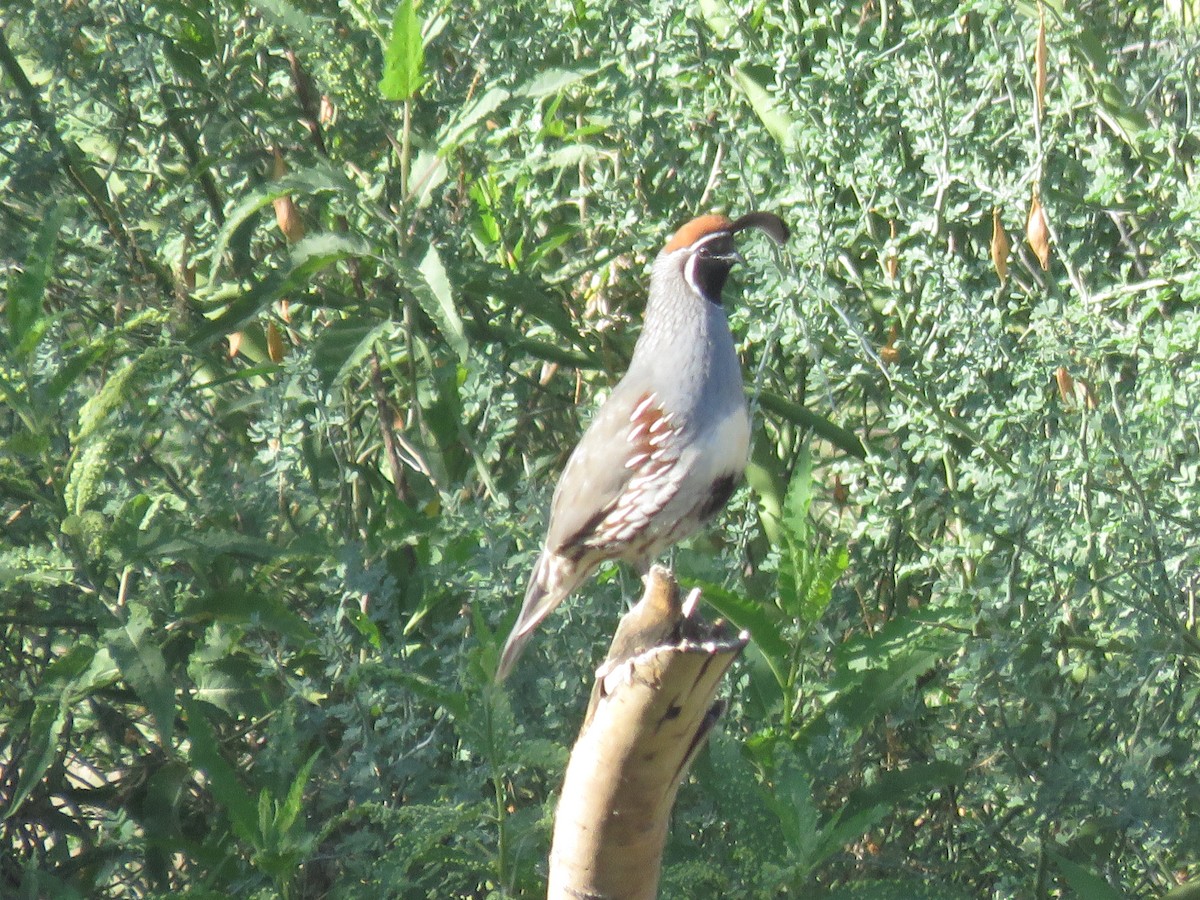 Gambel's Quail - ML643674317