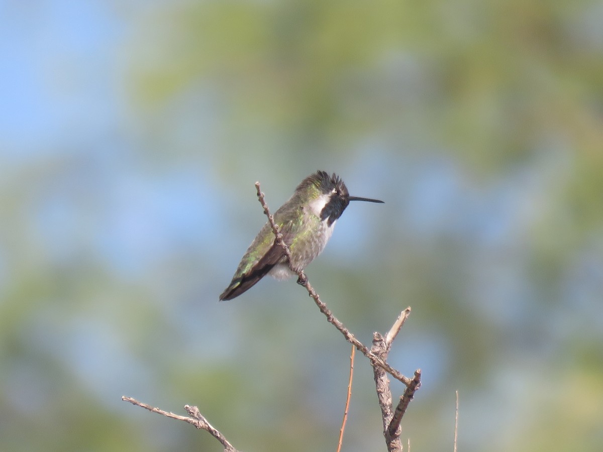 Costa's Hummingbird - ML643674328