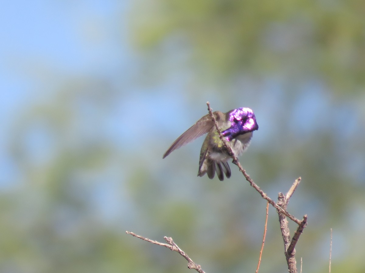 Costa's Hummingbird - ML643674329