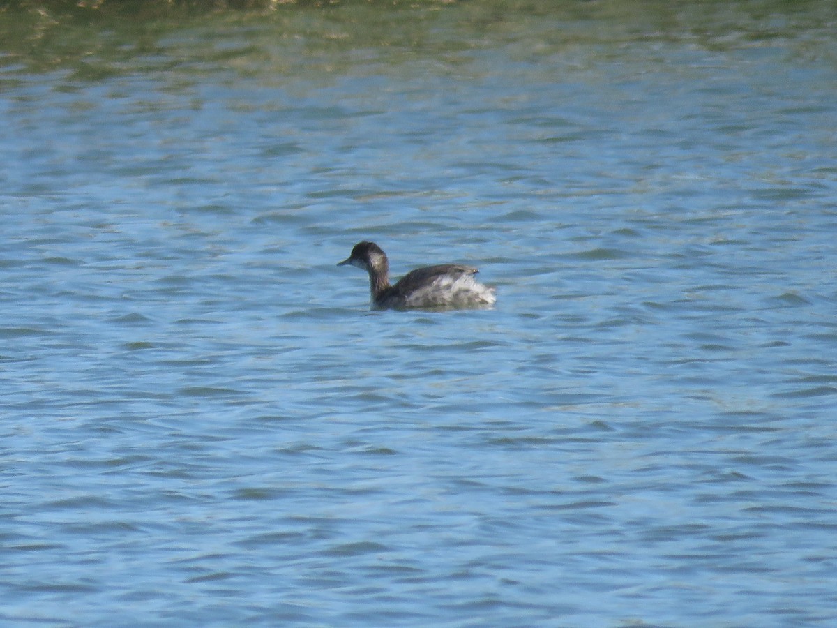 Eared Grebe - ML643674342