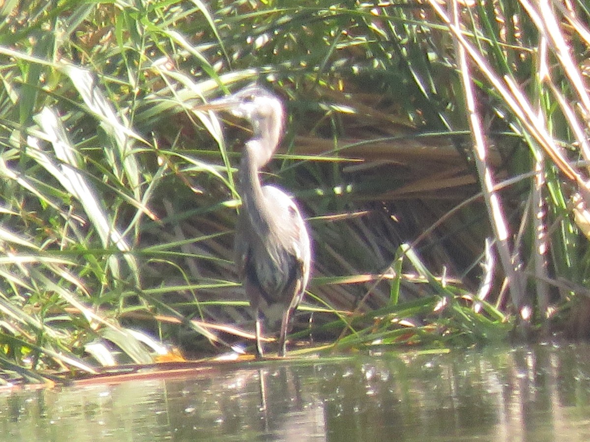 Great Blue Heron - ML643674354