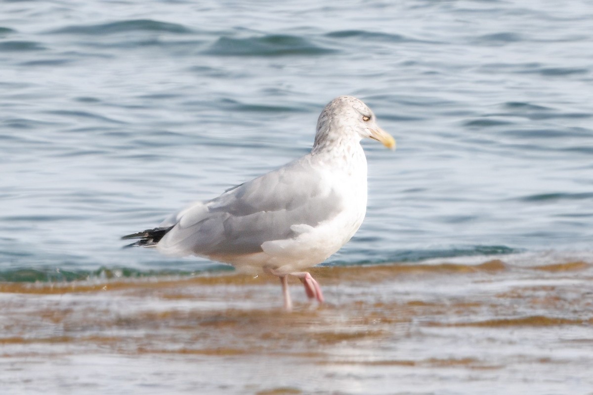 American Herring Gull - ML643674377