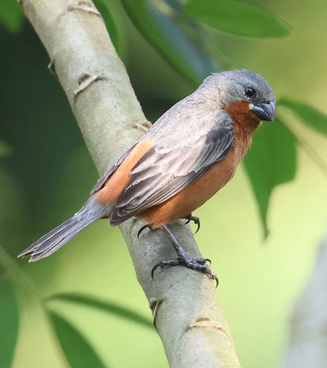 Ruddy-breasted Seedeater - ML643674385