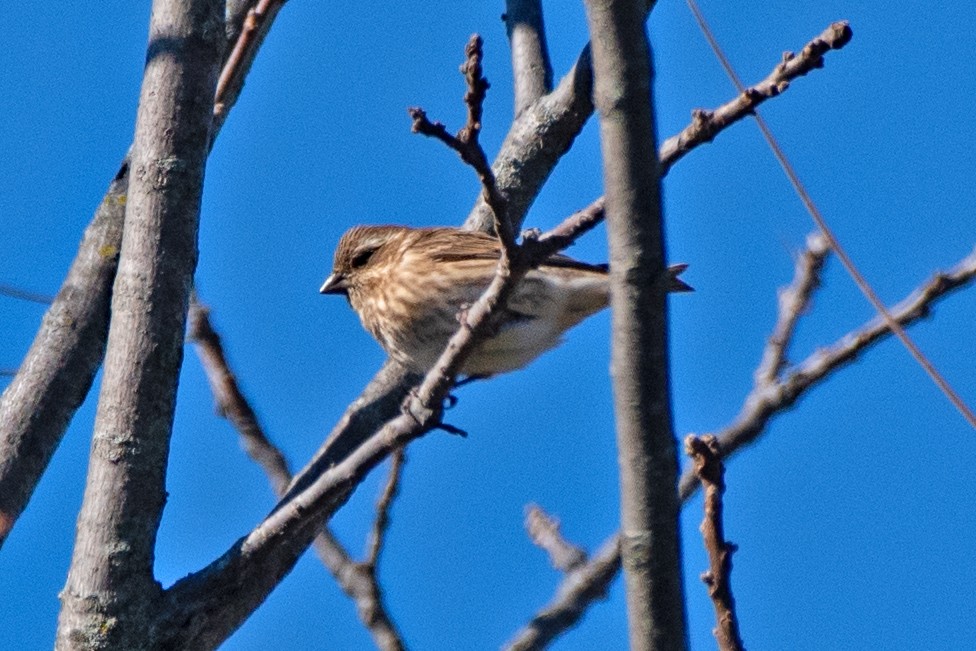 Purple Finch - ML643674389