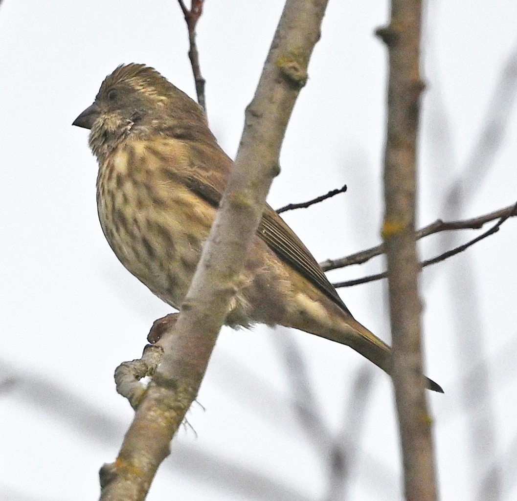 Purple Finch - ML643674391