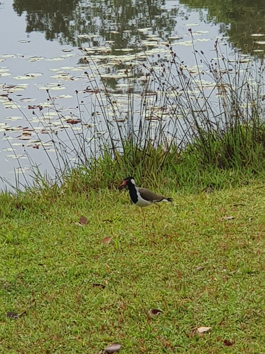 Red-wattled Lapwing - ML643674393