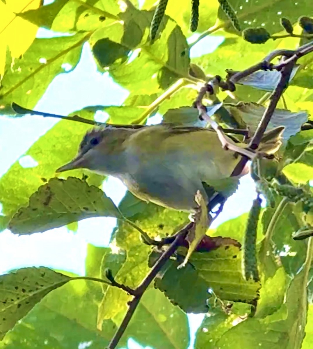 Yellow-green Vireo - ML643674398