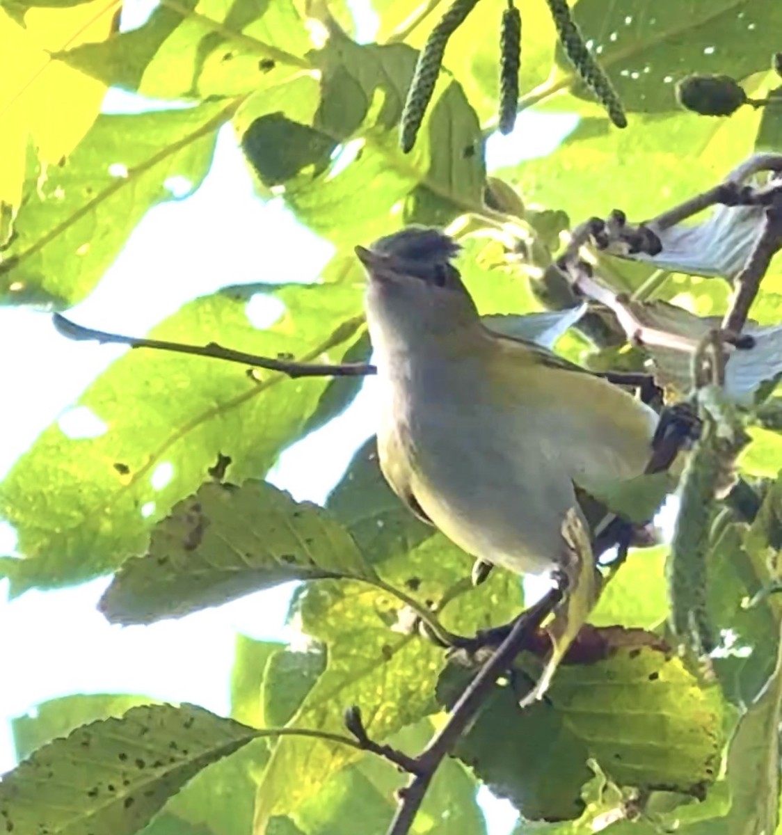 Yellow-green Vireo - ML643674399