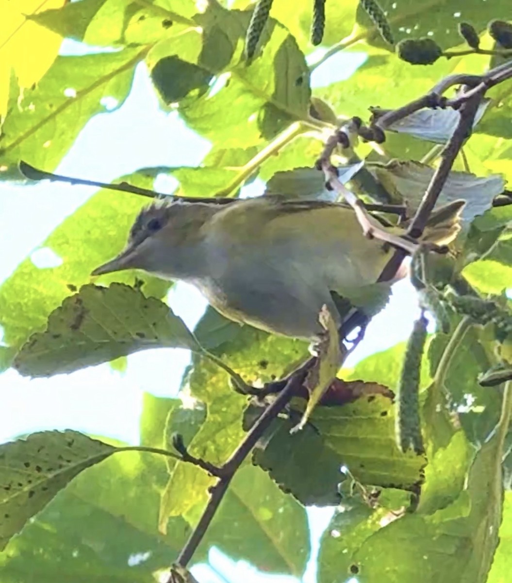 Yellow-green Vireo - ML643674400