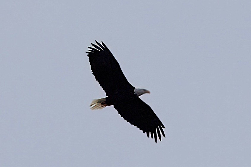 Bald Eagle - ML643674401