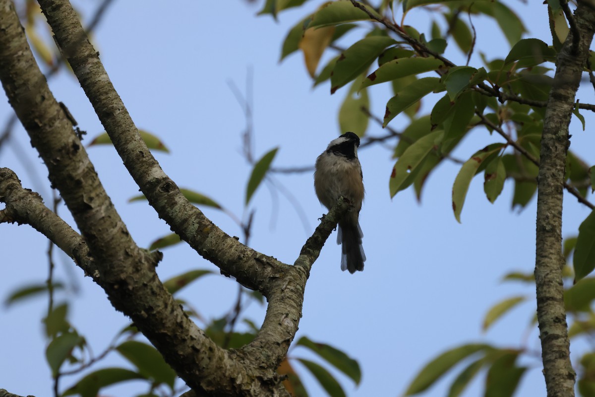 Carolina Chickadee - ML643674407