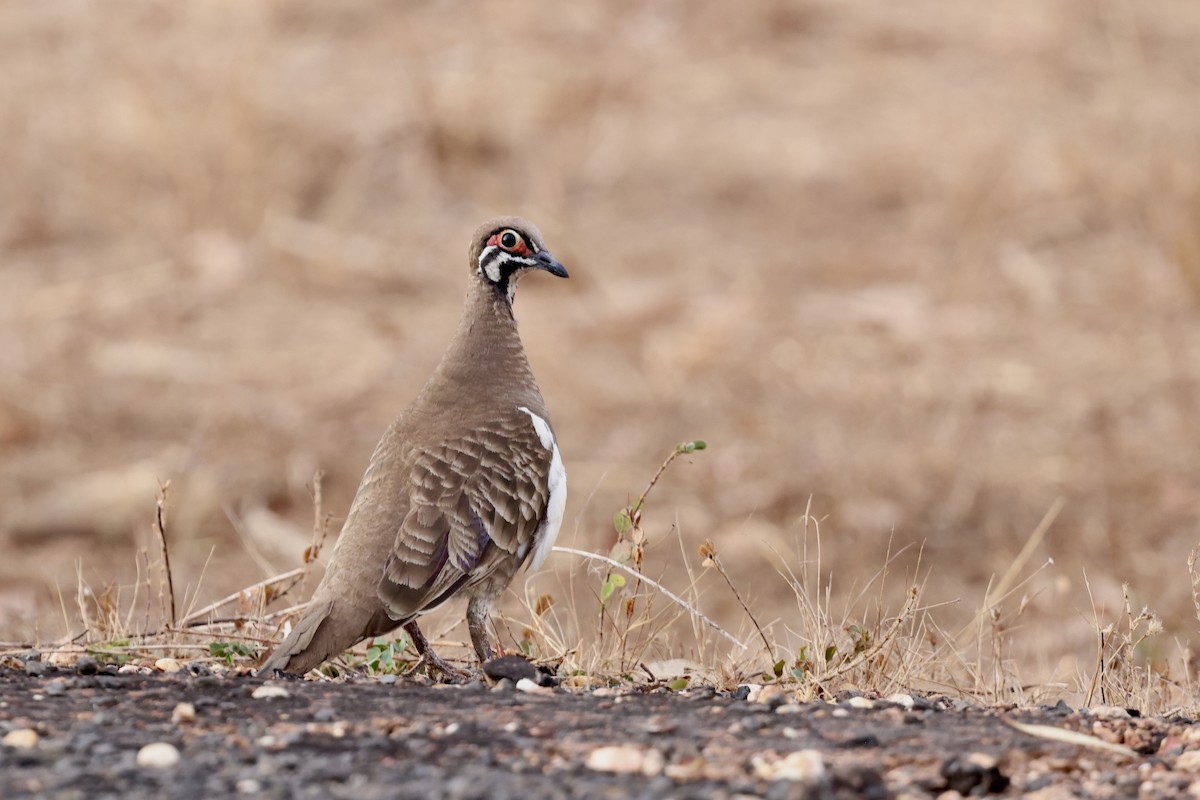Squatter Pigeon - ML643674424