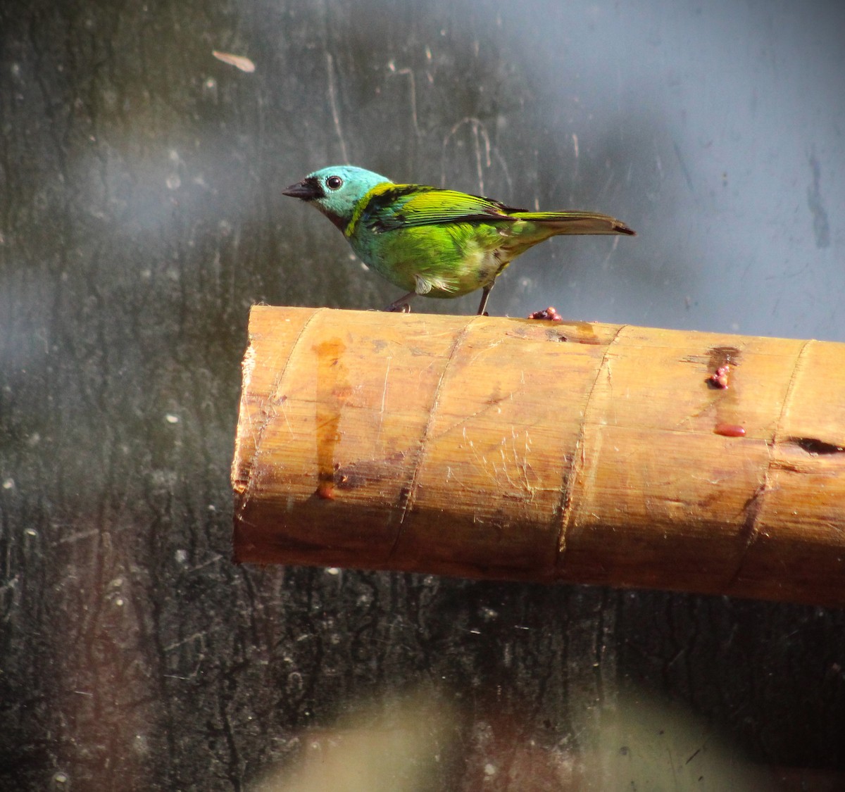 Green-headed Tanager - ML643674425