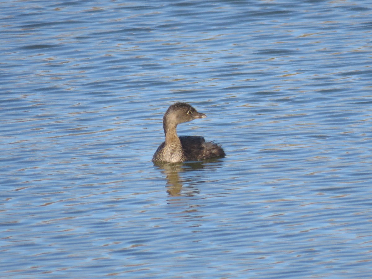 Pied-billed Grebe - ML643674428