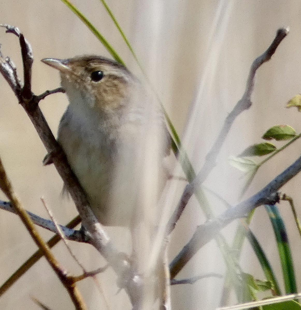 Sedge Wren - ML643674440