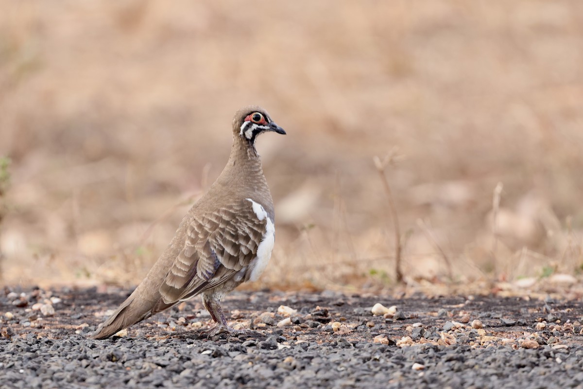Squatter Pigeon - ML643674450