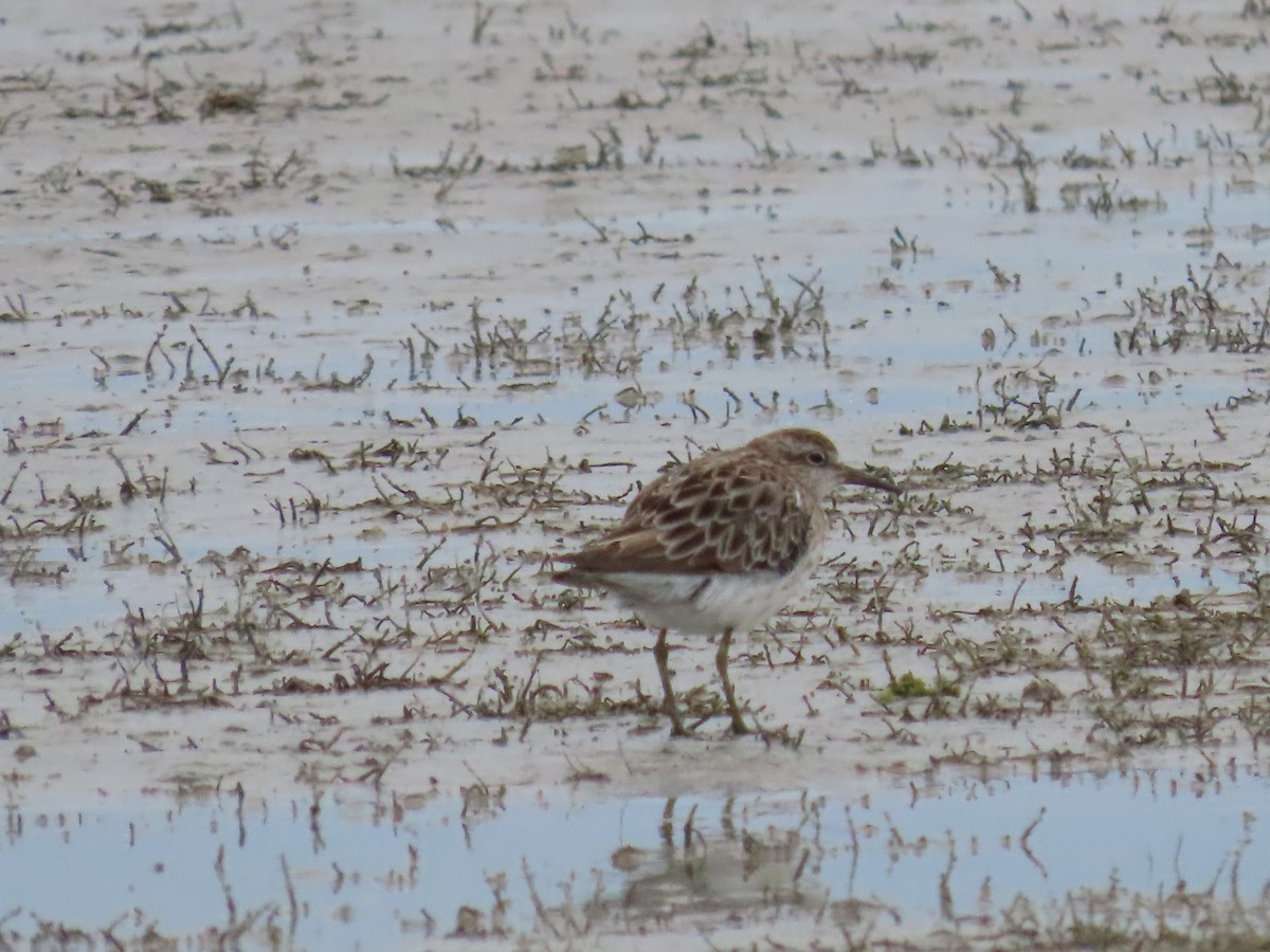 Sharp-tailed Sandpiper - ML643674539