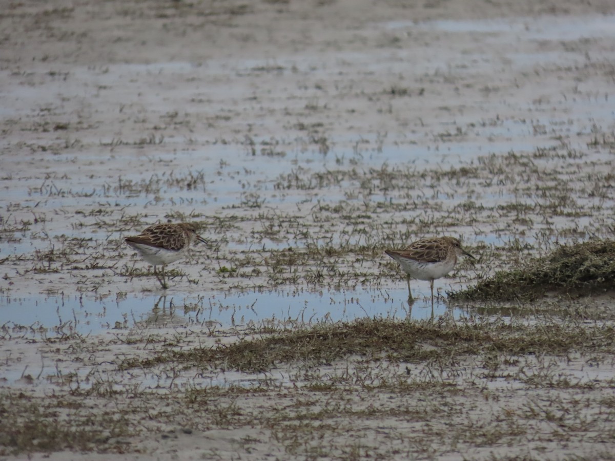 Sharp-tailed Sandpiper - ML643674540
