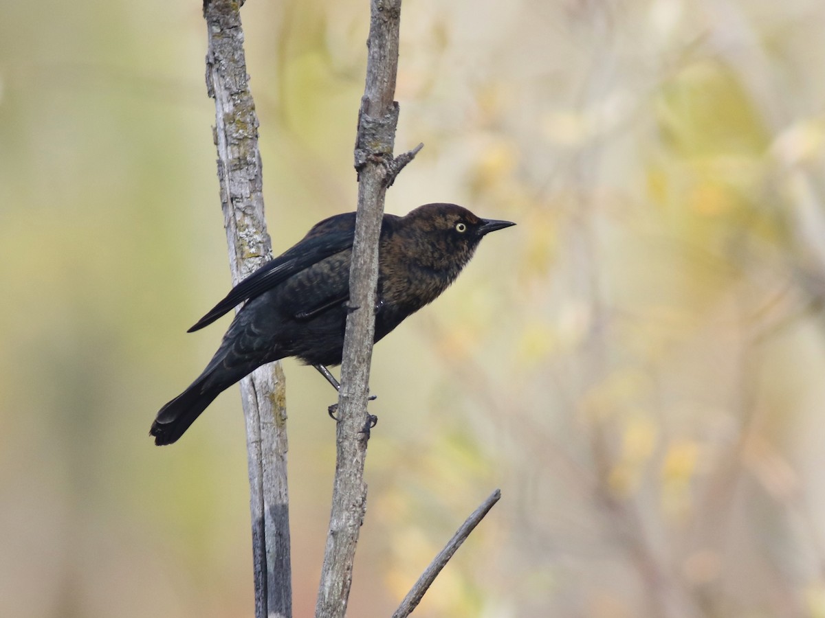 Rusty Blackbird - ML643674551