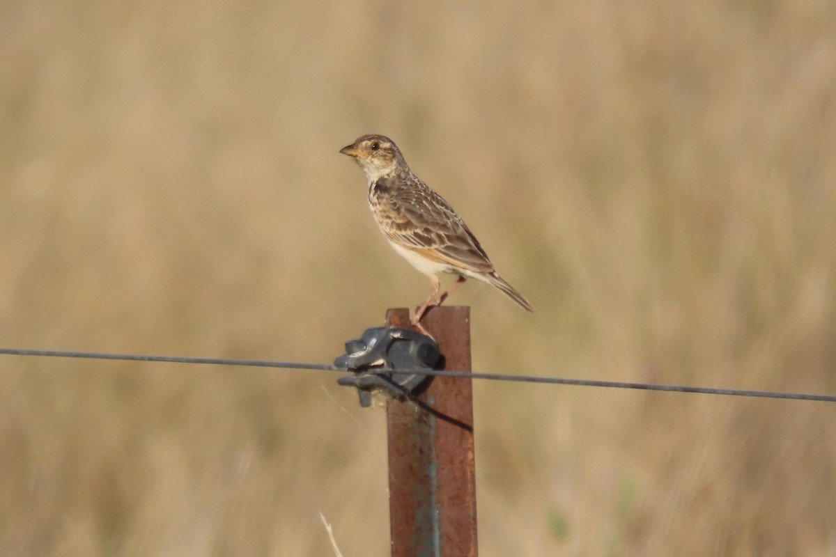 Singing Bushlark - ML643674552