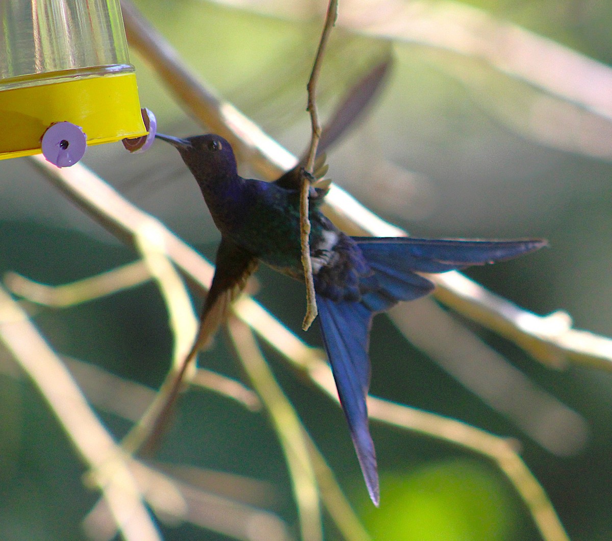 Swallow-tailed Hummingbird - ML643674564