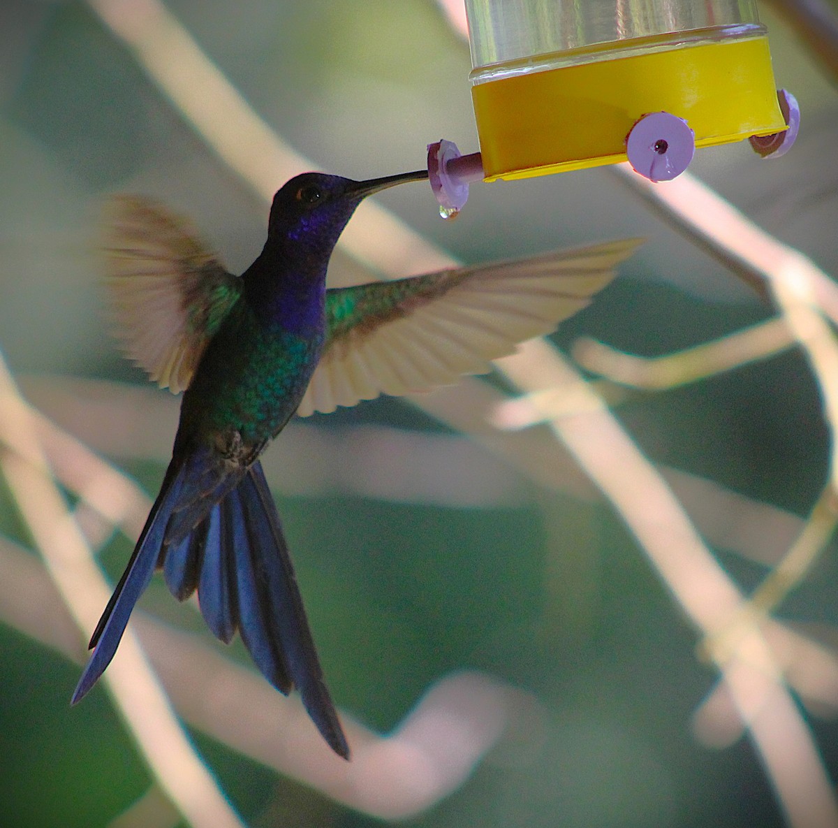 Swallow-tailed Hummingbird - ML643674565