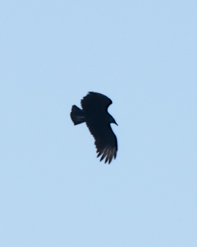 Black Vulture - ML643674575
