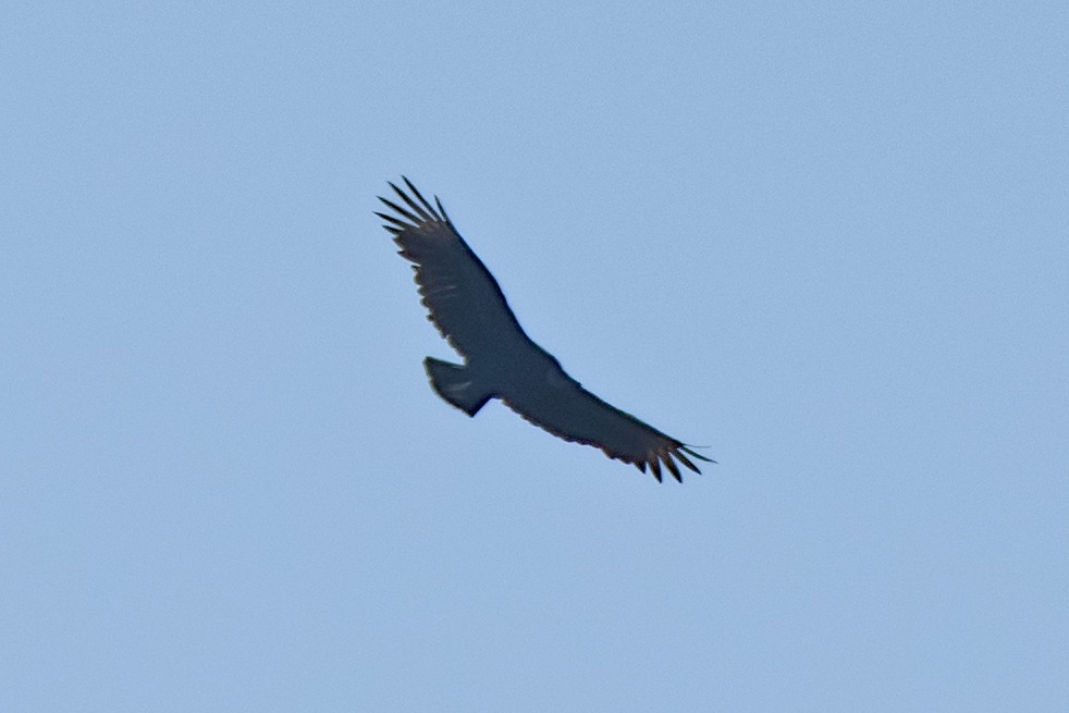Black Vulture - ML643674576