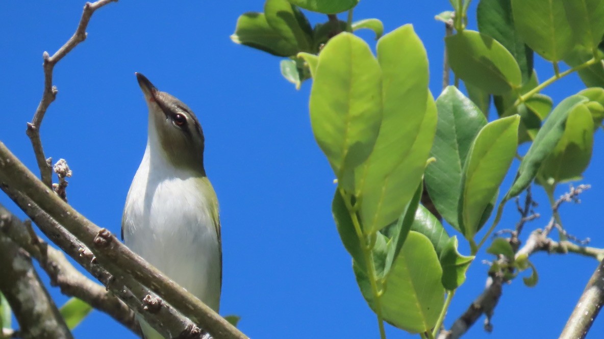 Vireo begigorria - ML643674584