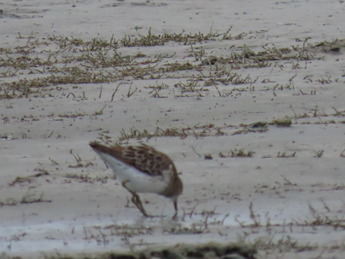 Sharp-tailed Sandpiper - ML643674587