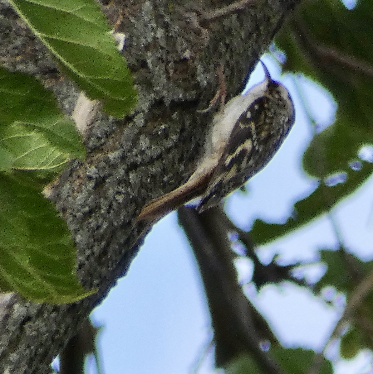 Brown Creeper - ML643674592