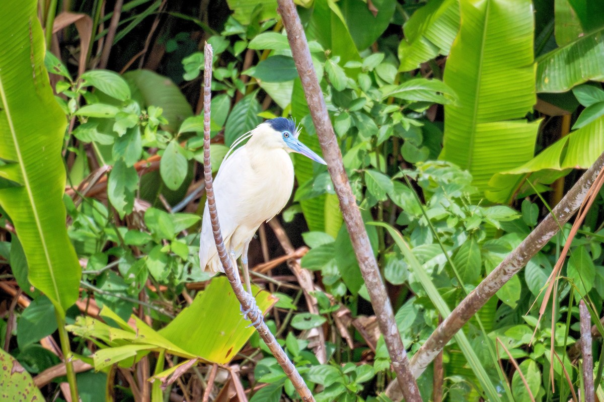 Capped Heron - ML643674596
