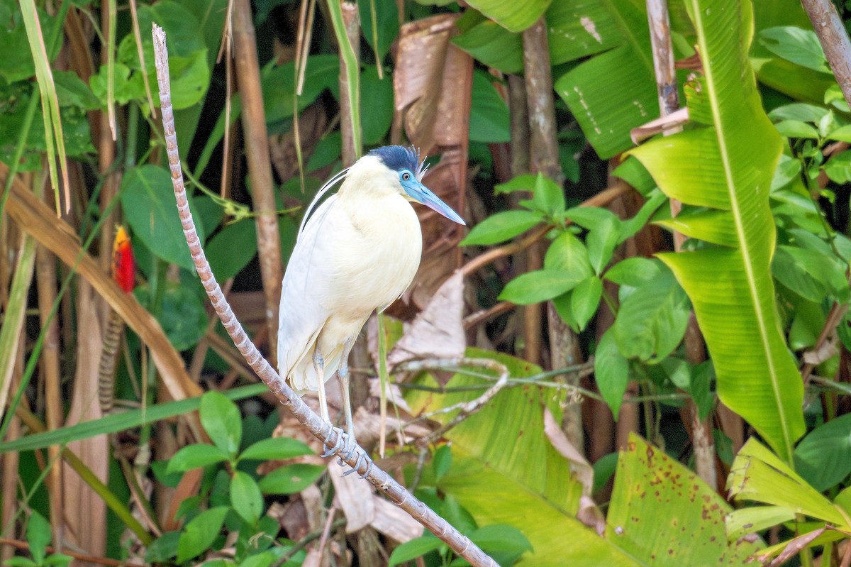 Capped Heron - ML643674614