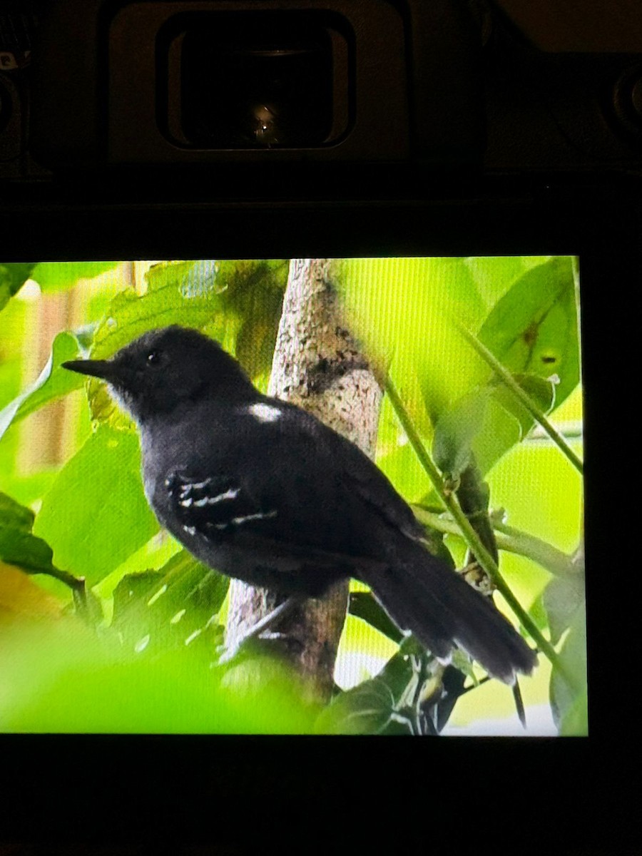 Dusky Antbird - ML643674625