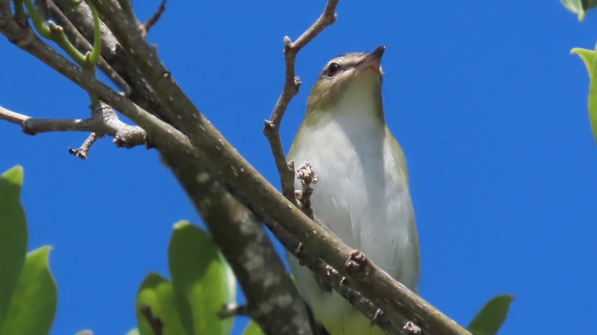Vireo begigorria - ML643674627