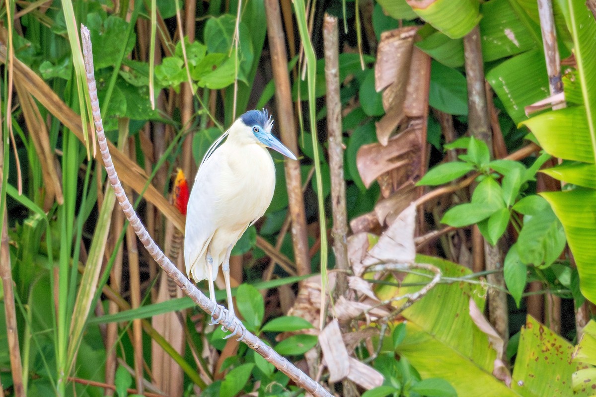 Capped Heron - ML643674634