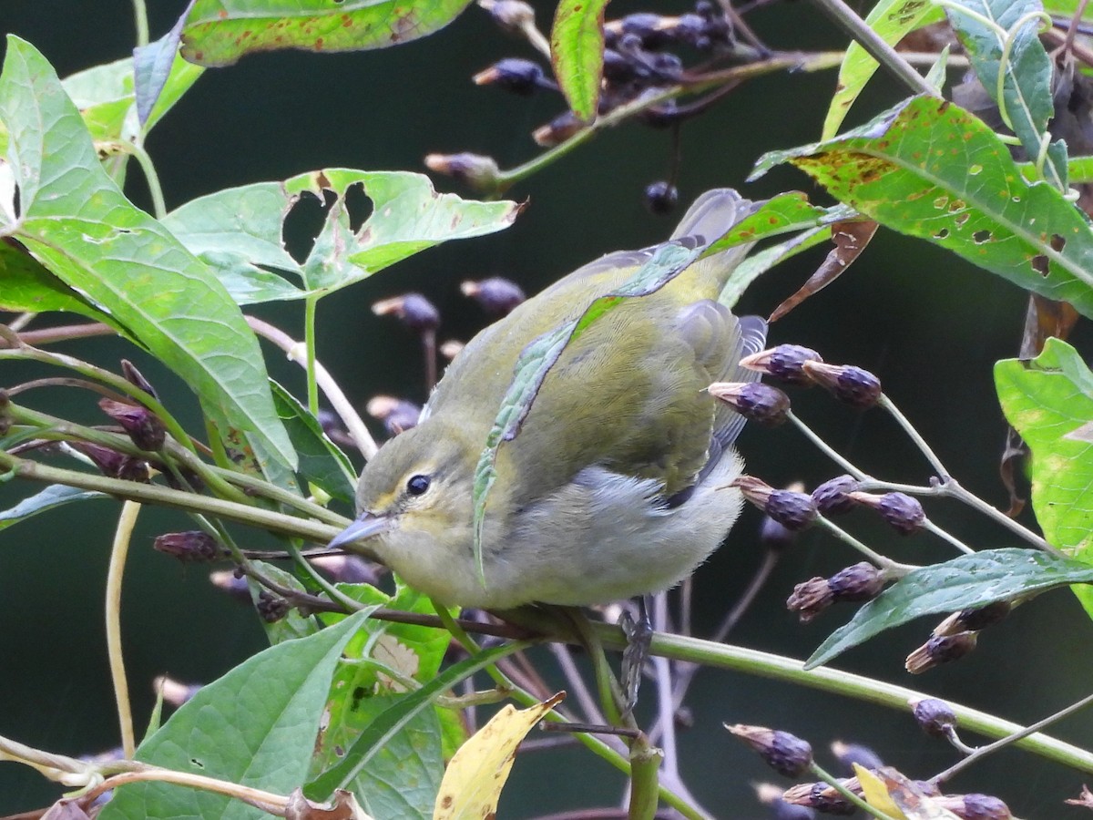 Tennessee Warbler - ML643674644