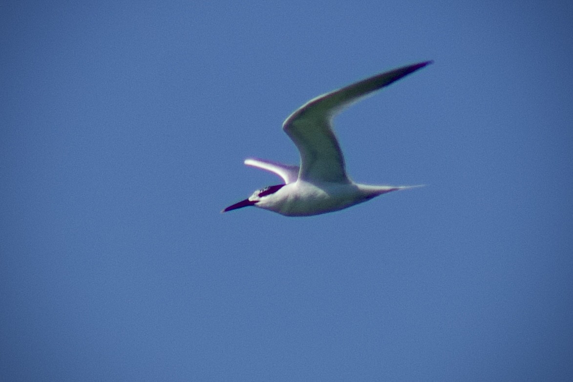 Sandwich Tern - ML643674645