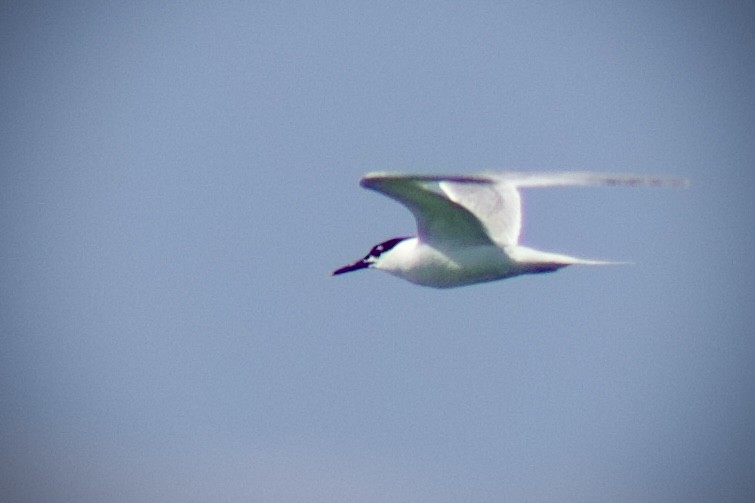 Sandwich Tern - ML643674646