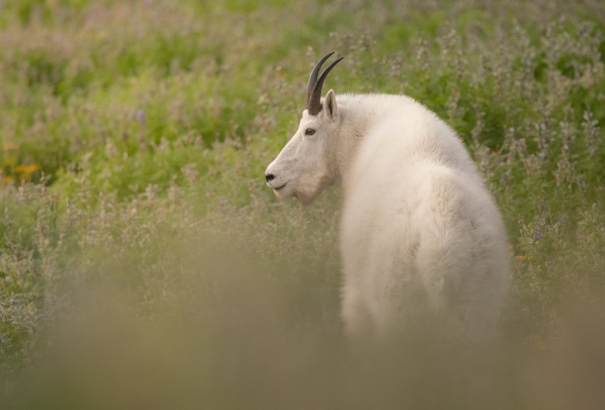 Mountain Goat - ML643674648