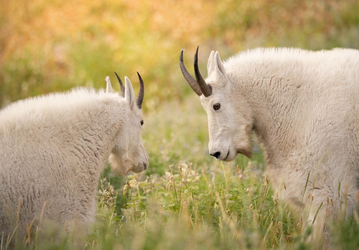 Mountain Goat - ML643674649