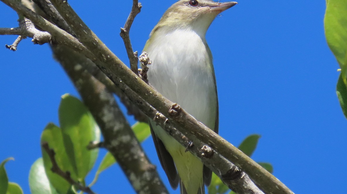 Vireo begigorria - ML643674650