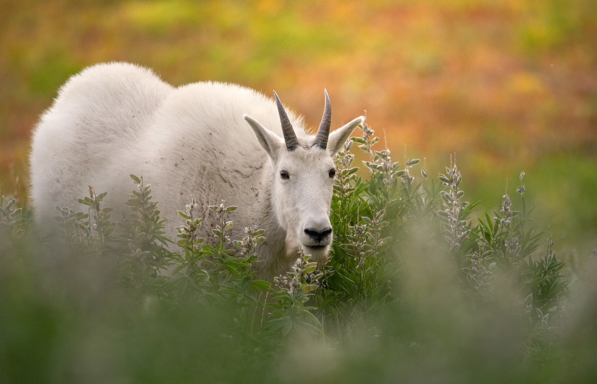 Mountain Goat - ML643674651