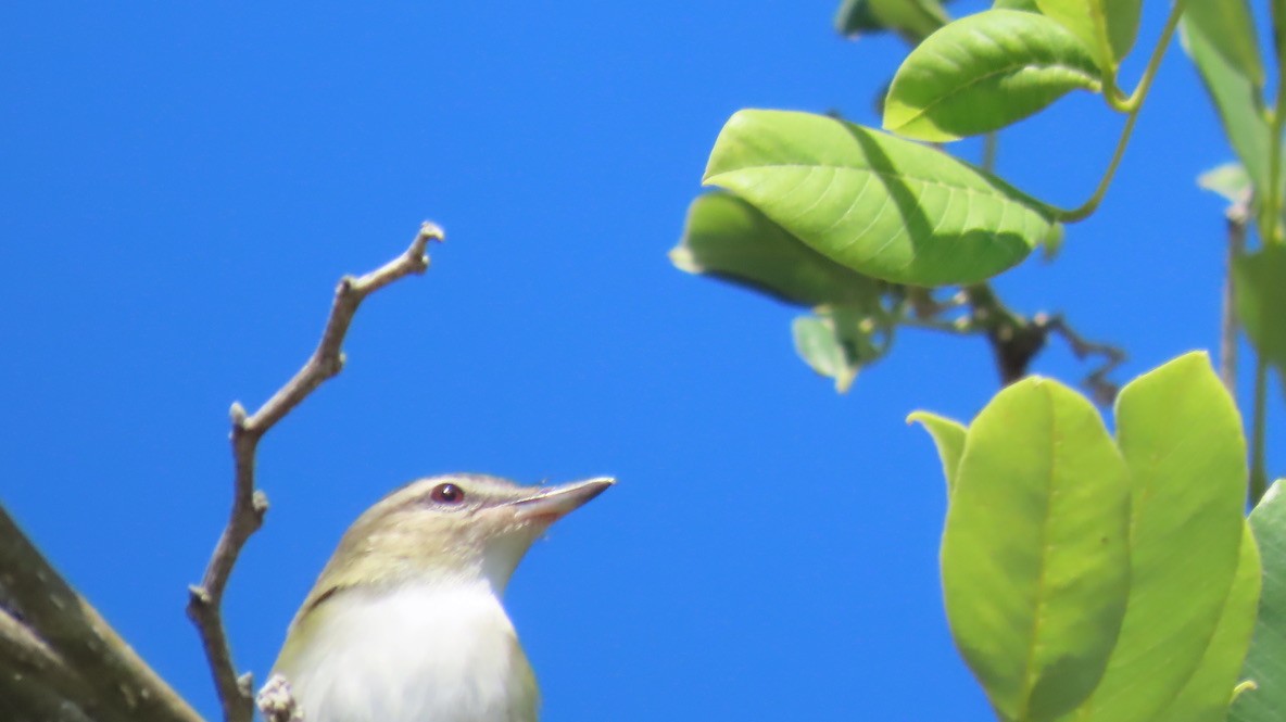 Vireo begigorria - ML643674666