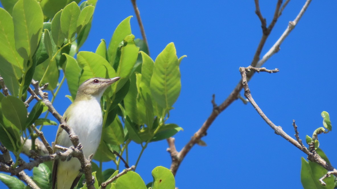 Vireo begigorria - ML643674671