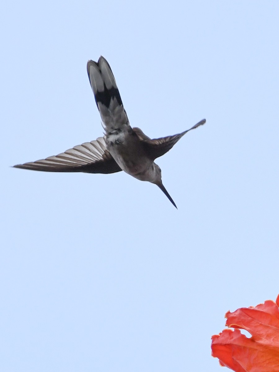 Gray-breasted Sabrewing (largipennis) - ML643674700