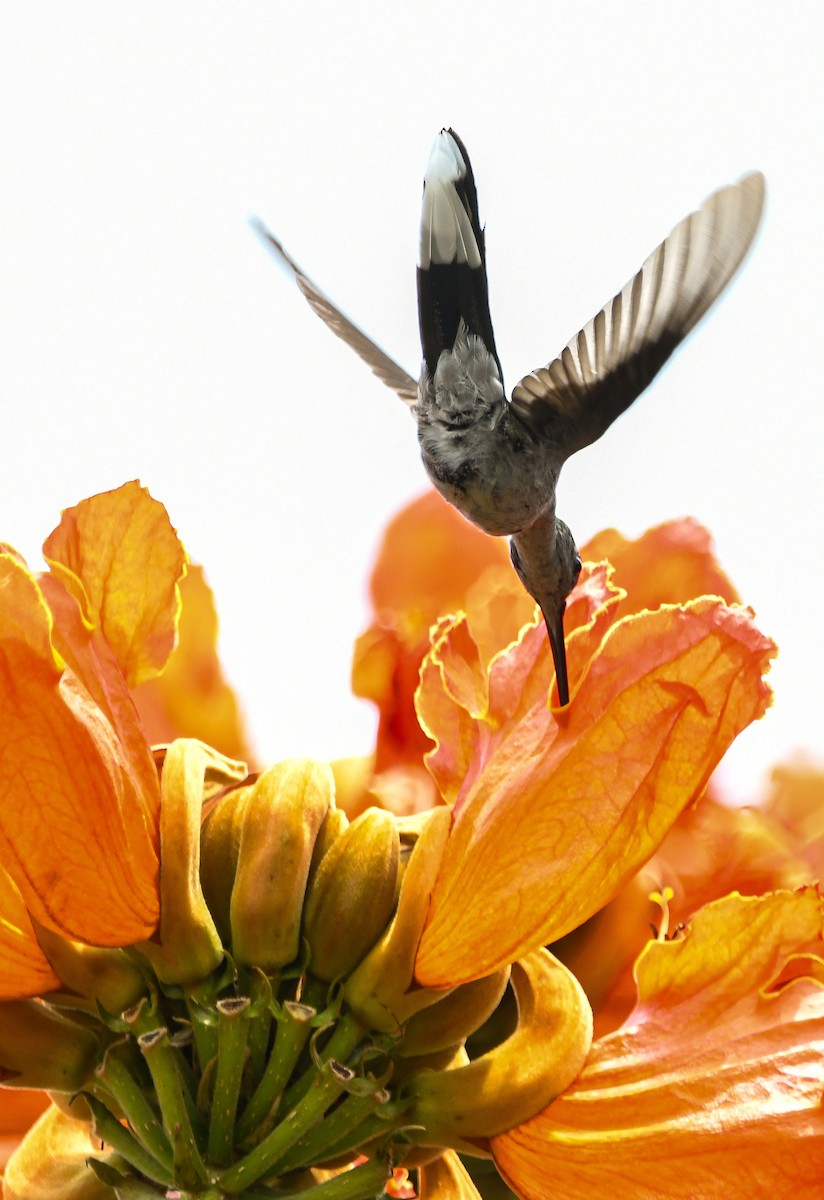 Gray-breasted Sabrewing (largipennis) - ML643674701