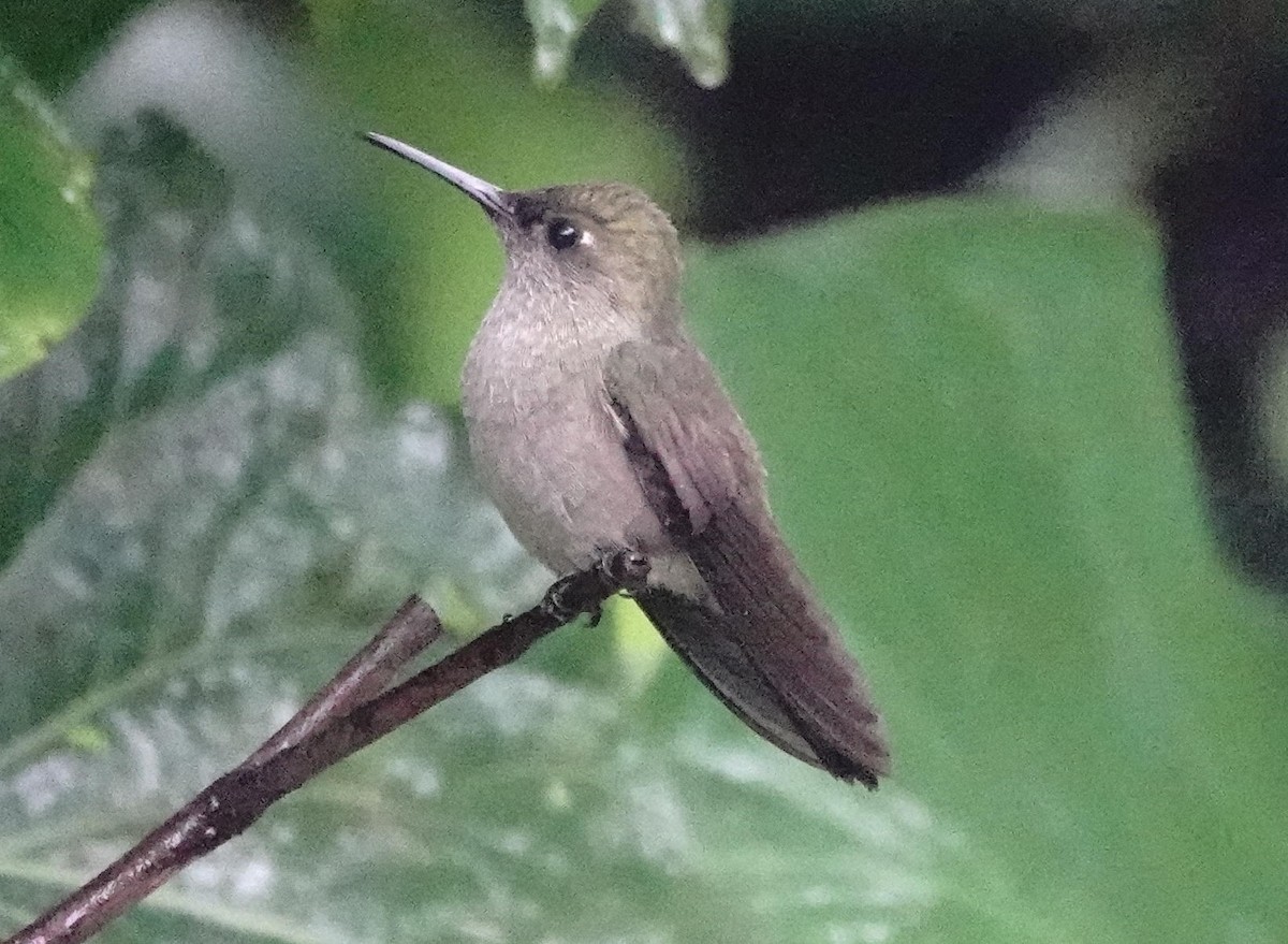 Sombre Hummingbird - ML643674712
