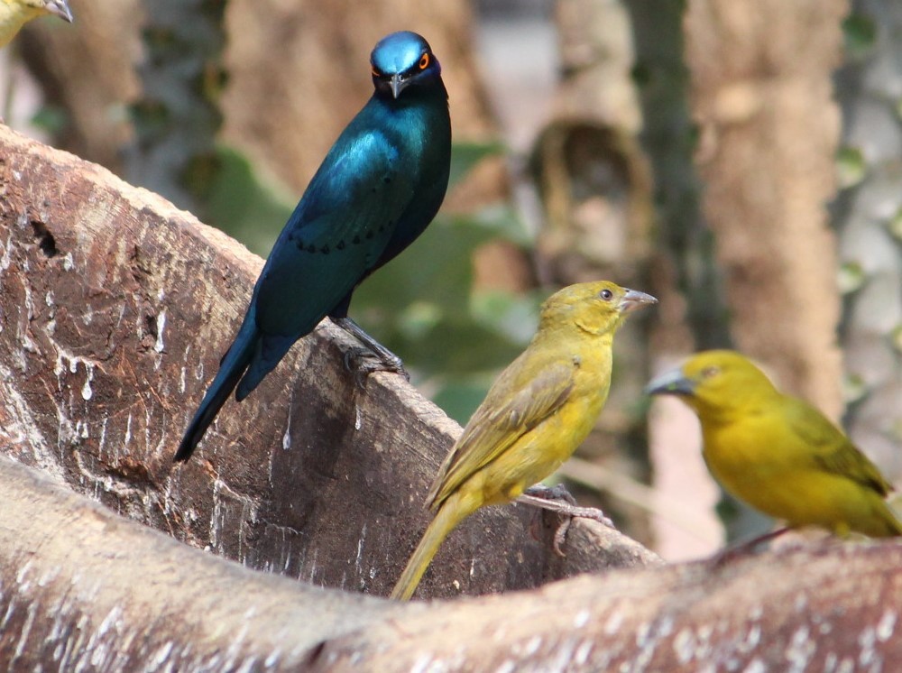 Greater Blue-eared Starling - ML643674713